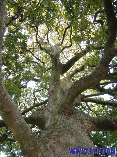 dartington tree.jpg