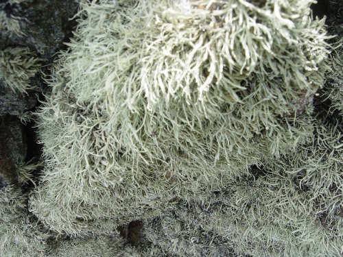 lichen close up on wall.jpg